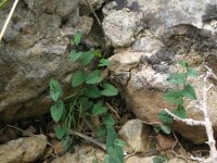 Aristolochia bianorii 2, Saxifraga-Rutger Barendse