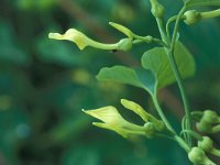 Aristolochia clematitis 19, Pijpbloem, Saxifraga-Jan van der Straaten