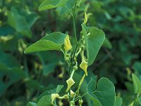 Aristolochia clematitis 20, Pijpbloem, Saxifraga-Jan van der Straaten