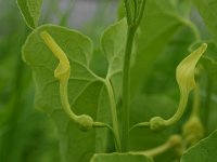 Aristolochia clematitis 1, Pijpbloem, Saxifraga-Dirk Hilbers