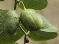 Aristolochia clematitis 10, Pijpbloem, Saxifraga-Peter Meininger