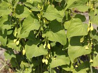 Aristolochia clematitis 12, Pijpbloem, Saxifraga-Peter Meininger