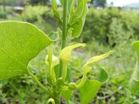 Aristolochia clematitis 13, Pijpbloem, Saxifraga-Rutger Barendse