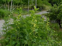 Aristolochia clematitis 14, Pijpbloem, Saxifraga-Rutger Barendse