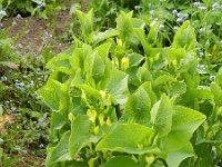 Aristolochia clematitis 15, Pijpbloem, Saxifraga-Rutger Barendse