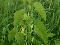 Aristolochia clematitis 2, Pijpbloem, Saxifraga-Dirk Hilbers