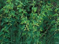 Aristolochia clematitis 21, Pijpbloem, Saxifraga-Jan van der Straaten