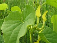 Aristolochia clematitis 3, Pijpbloem, Saxifraga-Rutger Barendse