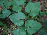 Aristolochia clematitis 4, Pijpbloem, Saxifraga-Rutger Barendse