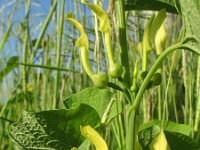 Aristolochia clematitis 5, Pijpbloem, Saxifraga-Rutger Barendse