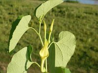 Aristolochia clematitis 6, Pijpbloem, Saxifraga-Jasenka Topic