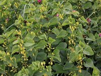 Aristolochia clematitis 7, Pijpbloem, Saxifraga-Peter Meininger