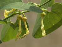 Aristolochia clematitis 9, Pijpbloem, Saxifraga-Peter Meininger