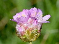 Armeria alpina 6, Saxifraga-Sonja Bouwman  Alpine thrift - Armeria alpina - Plumbaginaceae familie