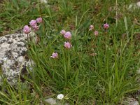 Armeria alpina 1, Saxifraga-Willem van Kruijsbergen