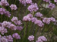 Armeria alpina 2, Saxifraga-Jan van der Straaten