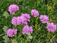 Armeria alpina 3, Saxifraga-Harry Jans