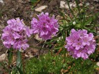 Armeria alpina 4, Saxifraga-Harry Jans