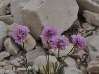 Armeria alpina 5, Saxifraga-Harry Jans