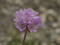 Armeria arenaria ssp arenaria 1, Saxifraga-Jan van der Straaten
