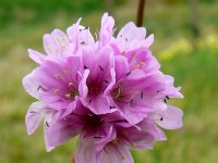 Aremeria maritima var halleri 84, Saxifraga-Hans Grotenhuis