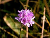 Armeria maritima 70, Engels gras, Saxifraga-Bart Vastenhouw