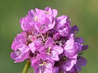 Armeria maritima 72, Engels gras, Saxifraga-Sonja Bouwman,  742. Engels gras - Armeria maritima - Plumbaginaceae familie (i) Lauwersoog Haven, Plombières (België)