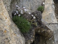 Armeria maritima 74, Engels gras, Saxifraga-Willem van Kruijsbergen