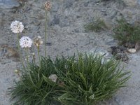 Armeria maritima 75, Engels gras, Saxifraga-Willem van Kruijsbergen