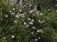 Armeria maritima 76, Engels gras, Saxifraga-Willem van Kruijsbergen