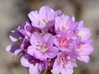 Armeria maritima 80, Engels gras, Saxifraga-Sonja Bouwman  742, Engels gras - Armeria maritima - Plumbaginaceae familie (i) Vlieland