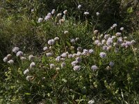 Armeria maritima 89, Engels gras, Saxifraga-Willem van Kruijsbergen