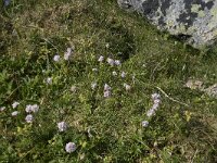 Armeria maritima 90, Engels gras, Saxifraga-Willem van Kruijsbergen
