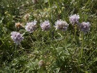 Armeria maritima 91, Engels gras, Saxifraga-Willem van Kruijsbergen