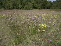 Armeria maritima 92, Engels gras, Saxifraga-Willem van Kruijsbergen