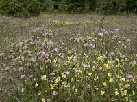 Armeria maritima 93, Engels gras, Saxifraga-Willem van Kruijsbergen