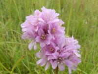 Armeria maritima subsp. bottendorfensis 77, Saxifraga-Ed Stikvoort