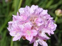 Armeria pungens 47, Saxifraga-Sonja Bouwman  Spiny thrift - Armeria pungens - Plumbaginaceae familie; Vale da Telha, Cabo de Sao Vicente (Pt)