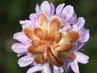 Armeria pungens 48, Saxifraga-Sonja Bouwman  Spiny thrift - Armeria pungens - Plumbaginaceae familie