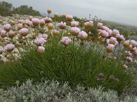 Armeria pungens 17, Saxifraga-Jan van der Straaten