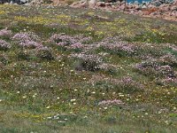 Armeria pungens 2, Saxifraga-Jan van der Straaten