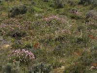 Armeria pungens 20, Saxifraga-Jan van der Straaten