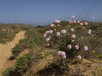 Armeria pungens 26, Saxifraga-Jan van der Straaten