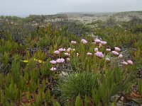 Armeria pungens 27, Saxifraga-Willem van Kruijsbergen