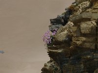 Armeria pungens 3, Saxifraga-Jan van der Straaten
