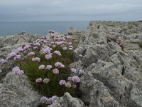 Armeria pungens 33, Saxifraga-Willem van Kruijsbergen