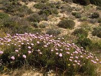 Armeria pungens 7, Saxifraga-Jan van der Straaten