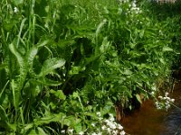 Armoracia rusticana 10, Mierikswortel, Saxifraga-Rutger Barendse