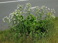 Armoracia rusticana 18, Mierikswortel, Saxifraga-Ed Stikvoort