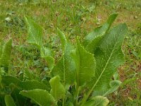 Armoracia rusticana 19, Mierikswortel, Saxifraga-Ed Stikvoort